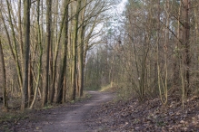 Dorpsbos Biddinghuizen