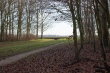 Dorpsbos Biddinghuizen