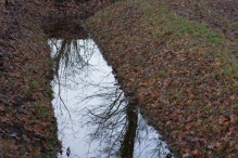 Dorpsbos Biddinghuizen