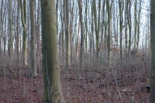 Dorpsbos Biddinghuizen