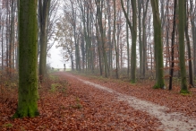 Mistige herfstdag