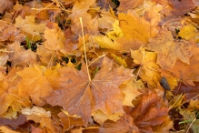 Mistige herfstdag