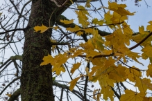 Mistige herfstdag