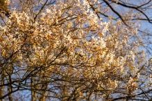 Biddinghuizen / diversen