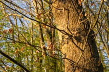 Biddinghuizen / diversen