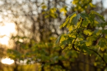Biddinghuizen / diversen