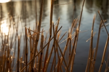 Biddinghuizen / diversen