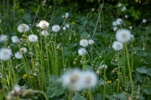 Biddinghuizen / diversen