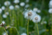 Biddinghuizen / diversen