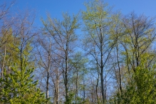Biddinghuizen / diversen