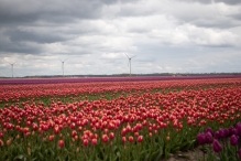 Biddinghuizen - diversen