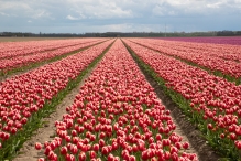 Biddinghuizen - diversen