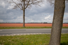 Biddinghuizen - diversen