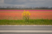 Biddinghuizen - diversen