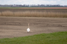 Biddinghuizen - diversen
