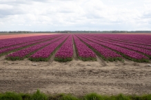 Biddinghuizen - diversen