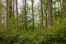 Biddinghuizen - diversen