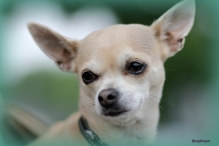 Pinkstertoernooi 2018 - zaterdag