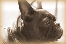 Pinkstertoernooi 2018 - zondag