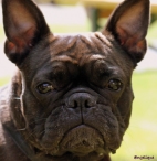 Pinkstertoernooi 2018 - zondag