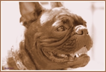 Pinkstertoernooi 2018 - zondag