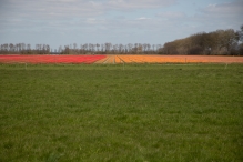 Tulpenroute 2021 (Wandelroute Swifterbant)