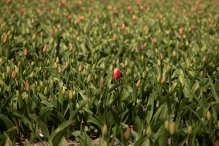 Tulpenroute 2021 (Wandelroute Swifterbant)