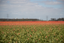 Tulpenroute 2021 (Wandelroute Swifterbant)