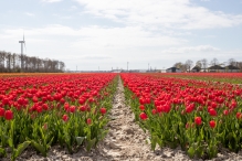 Tulpenroute 2021 (Wandelroute Swifterbant)
