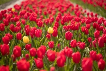 Tulpenroute 2021 (Wandelroute Swifterbant)