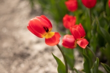 Tulpenroute 2021 (Wandelroute Swifterbant)
