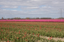 Tulpenroute 2021 (Wandelroute Swifterbant)