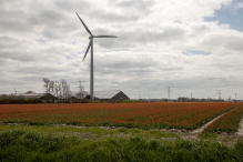 Tulpenroute 2021 (Wandelroute Swifterbant)