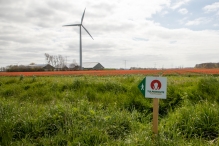 Tulpenroute 2021 (Wandelroute Swifterbant)