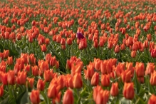 Tulpenroute 2021 (Wandelroute Swifterbant)