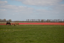 Tulpenroute 2021 (Wandelroute Swifterbant)