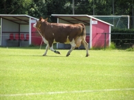 BAS Voetbal Familiedag
