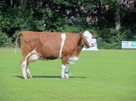 BAS Voetbal Familiedag