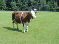 BAS Voetbal Familiedag