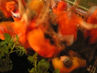 WK2006: Nederland - Servië