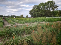 Hanneke's Pluktuin