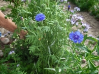 Hanneke's Pluktuin