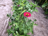 Hanneke's Pluktuin