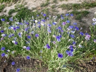 Hanneke's Pluktuin