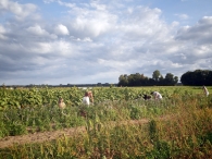 Hanneke's Pluktuin