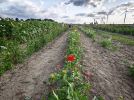Hanneke's Pluktuin