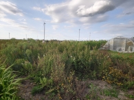 Hanneke's Pluktuin