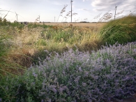 Hanneke's Pluktuin