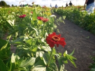Hanneke's Pluktuin