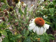 Hanneke's Pluktuin